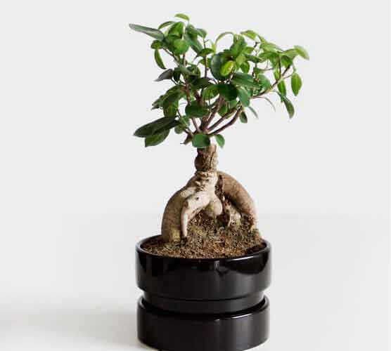 【英文版】国际化的在线短信验证码接收