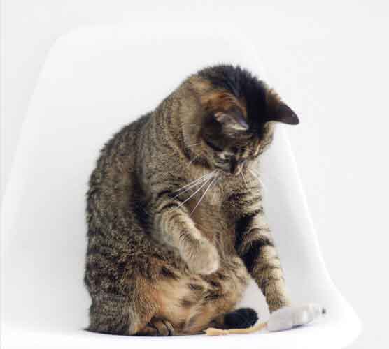 电话连环呼叫软件